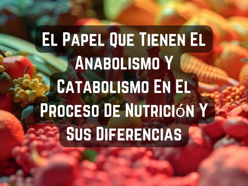 El Papel Que Tienen El Anabolismo Y Catabolismo En El Proceso De Nutrición Y Sus Diferencias
