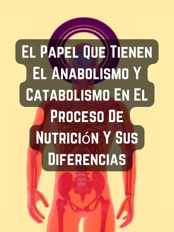 El Papel Que Tienen El Anabolismo Y Catabolismo En El Proceso De Nutrición Y Sus Diferencias