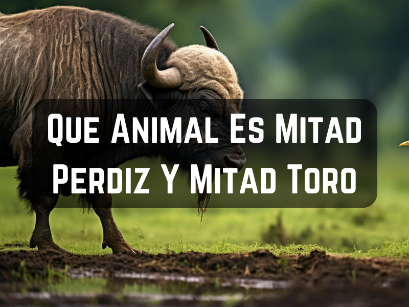 Que Animal Es Mitad Perdiz Y Mitad Toro
