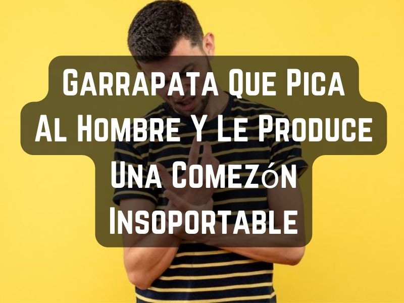 Garrapata Que Pica Al Hombre Y Le Produce Una Comezón Insoportable