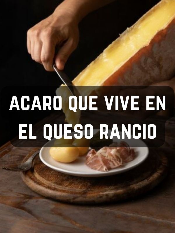 acaro que vive en el queso rancio