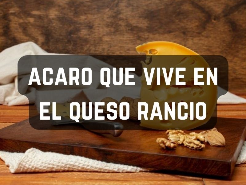 acaro que vive en el queso rancio