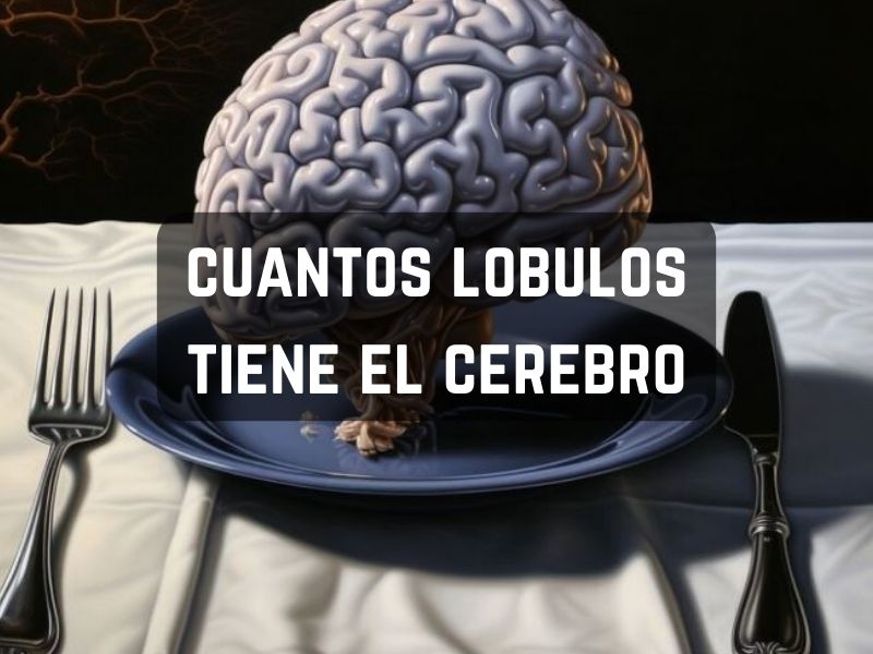 cuantos lobulos tiene el cerebro